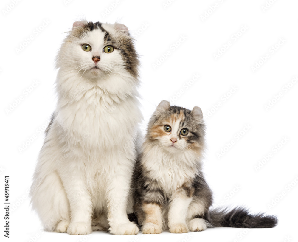 American Curl kitten, 3 months old, sitting with its mum