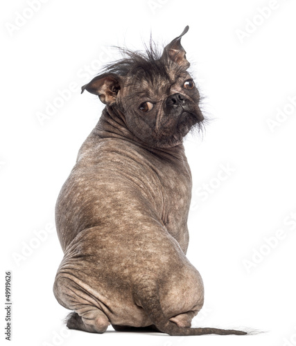 Fototapeta Naklejka Na Ścianę i Meble -  Rear view of a Hairless Mixed-breed dog, sitting