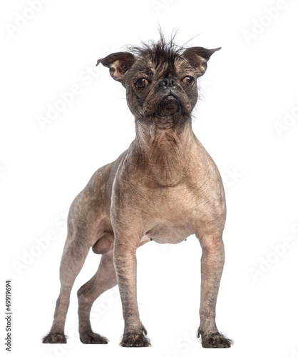 Fototapeta Naklejka Na Ścianę i Meble -  Hairless Mixed-breed dog