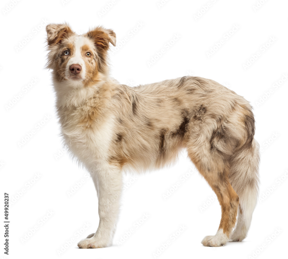 Side view of a Australian Shepherd, 5 months old, standing