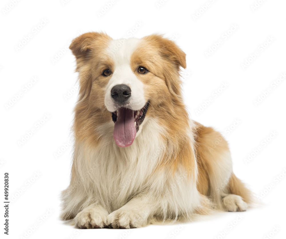Obraz premium Border Collie, 1.5 years old, lying and panting