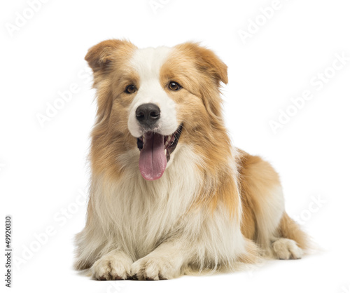 Fototapeta Naklejka Na Ścianę i Meble -  Border Collie, 1.5 years old, lying and panting