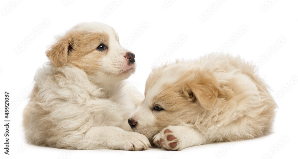 Obraz premium Two Border Collie puppies, 6 weeks old, lying