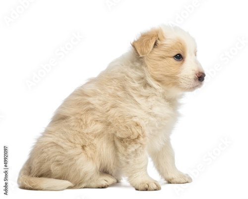 Border Collie puppy, 6 weeks old, sitting