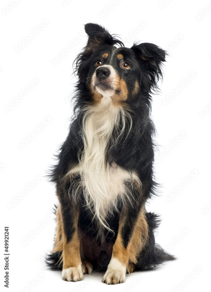 Border Collie, 8.5 years old, sitting and looking up