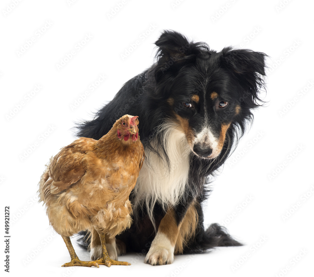 Border Collie, 8.5 years old, sitting behind a hen