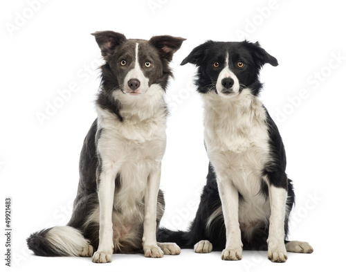 Two border Collies, 8 months old, sitting and looking