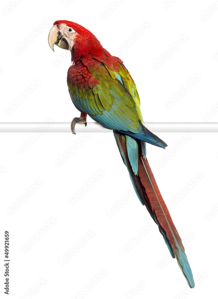 Naklejka premium Green-winged Macaw, Ara chloropterus, 1 year old, perched