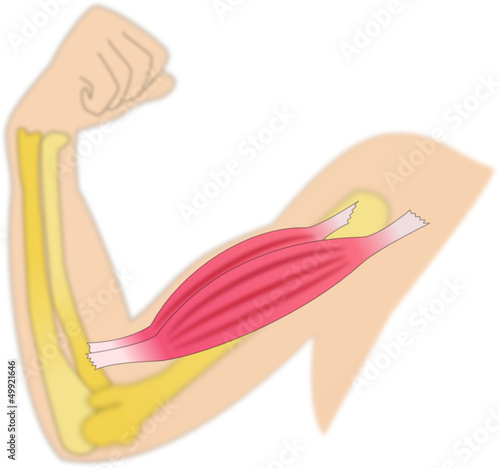 Musclé