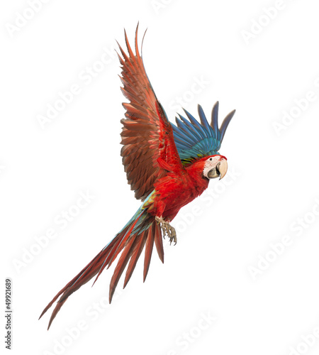 Green-winged Macaw, Ara chloropterus, 1 year old, flying © Eric Isselée