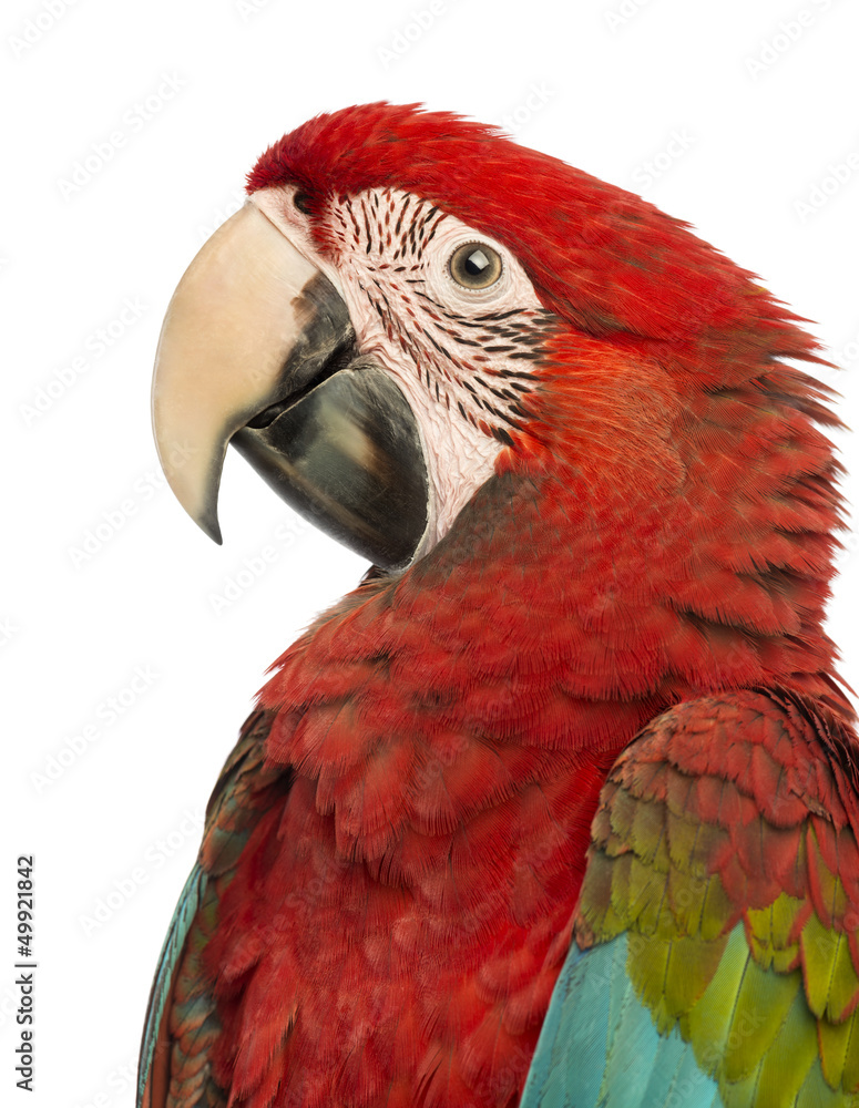 Side view close-up of a Green-winged Macaw, Ara chloropterus