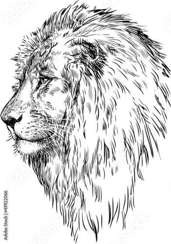 Fototapeta Naklejka Na Ścianę i Meble -  profile of a lion