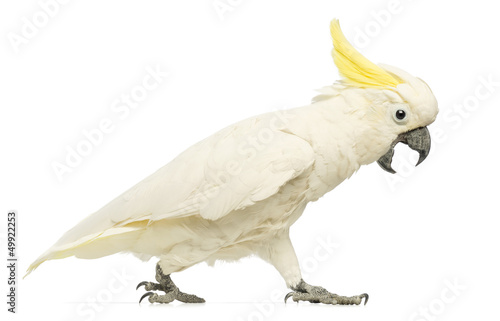 Sulphur-crested Cockatoo, Cacatua galerita, 30 years old photo