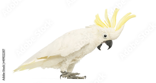 Sulphur-crested Cockatoo, Cacatua galerita, 30 years old photo