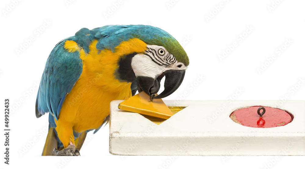 Obraz premium Blue-and-yellow Macaw, Ara ararauna, 30 years old, playing