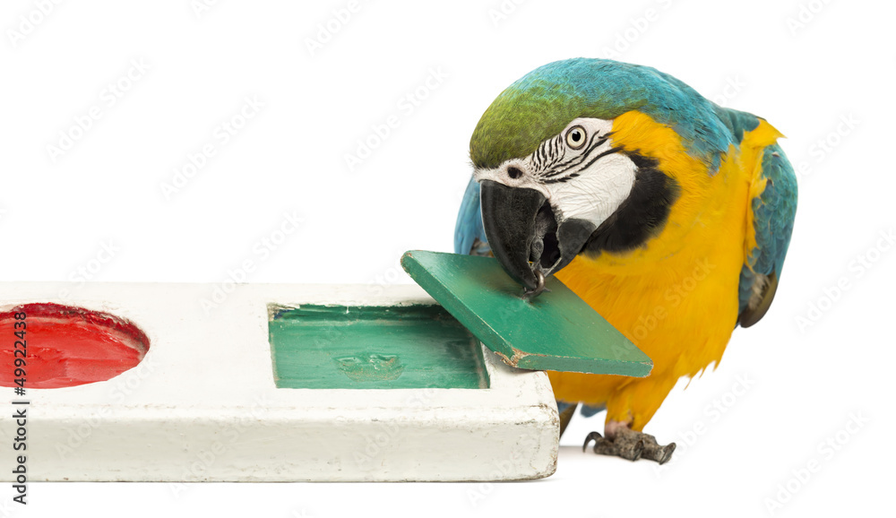 Naklejka premium Blue-and-yellow Macaw, Ara ararauna, 30 years old, playing