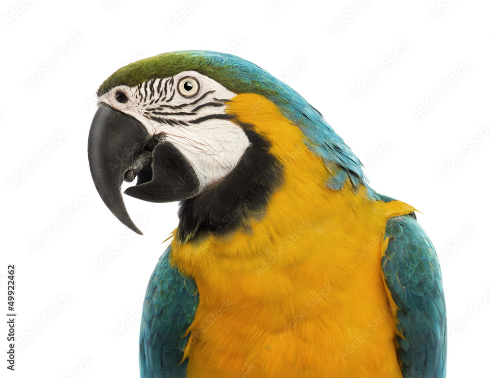 Close-up of a Blue-and-yellow Macaw, Ara ararauna, 30 years old