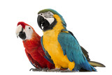 Blue-and-yellow Macaw, Ara ararauna, 30 years old