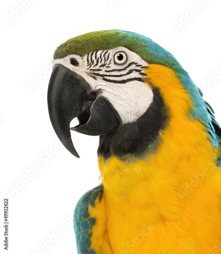 Side view close-up of a Blue-and-yellow Macaw, Ara ararauna © Eric Isselée
