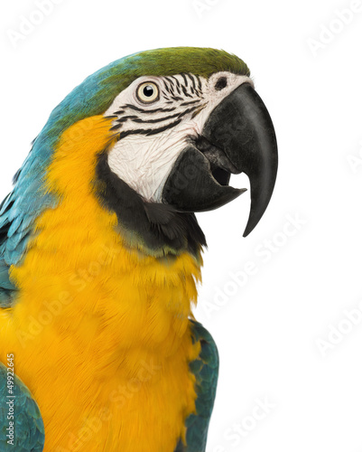Close-up of a Blue-and-yellow Macaw, Ara ararauna, 30 years old