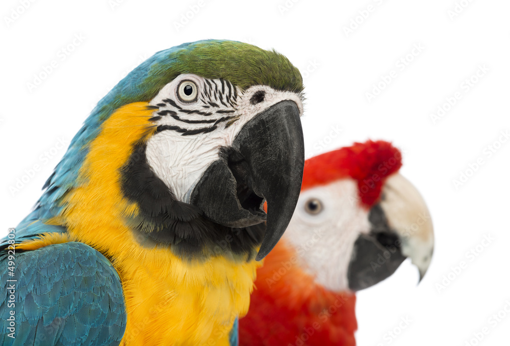 Close-up of a Blue-and-yellow Macaw, Ara ararauna, 30 years old Close-up of a Blue-and-yellow Macaw, Ara ararauna, 30 years old