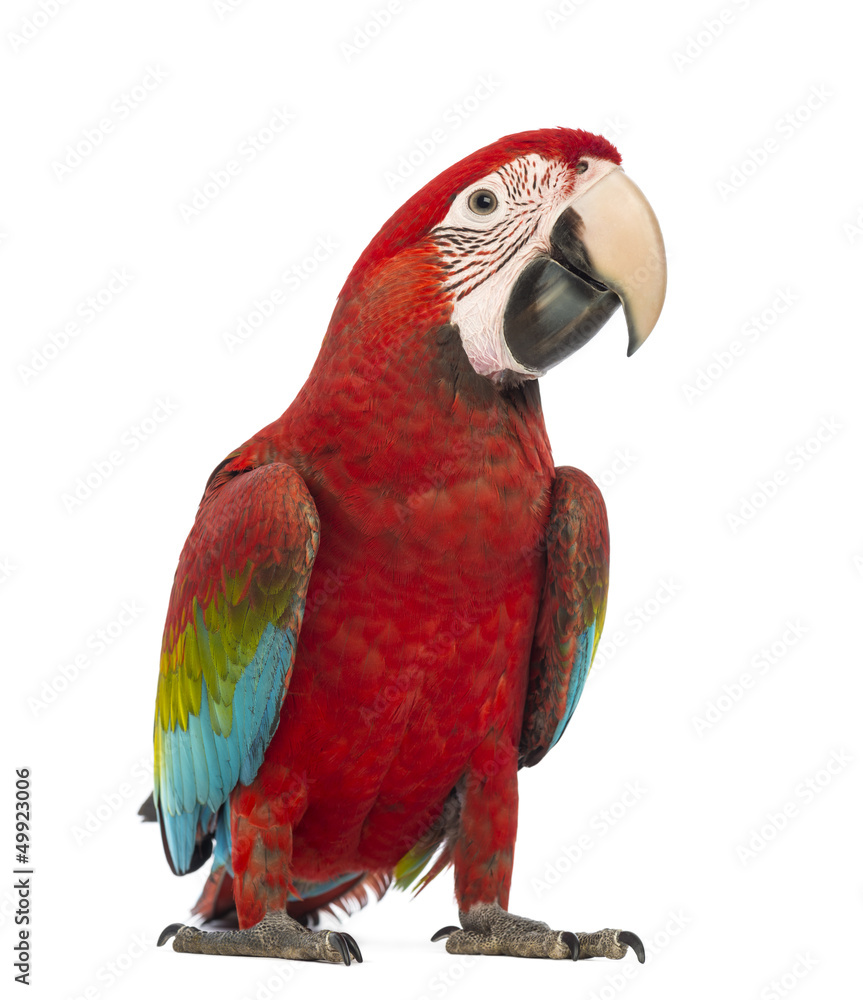 Naklejka premium Green-winged Macaw, Ara chloropterus, 1 year old