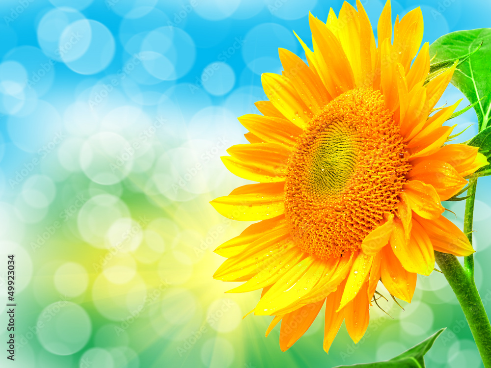 Obraz premium Close up of sunflower