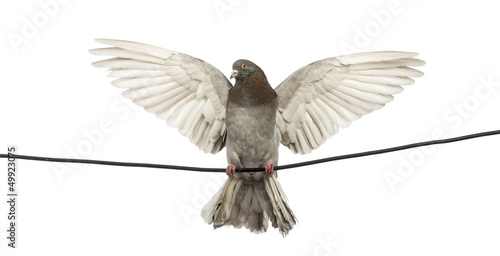 Pigeon perched on an electric wire flying away