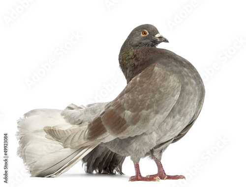 Side view of a Pigeon standing in front of white background
