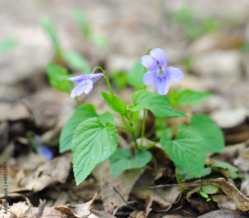 Spring flowers of violet (Viola riviniana) Spring flowers of violet (Viola riviniana)