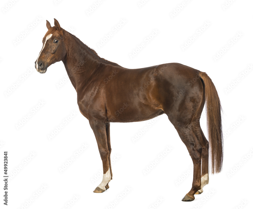 Side view of a Horse in front of white background Side view of a Horse in front of white background