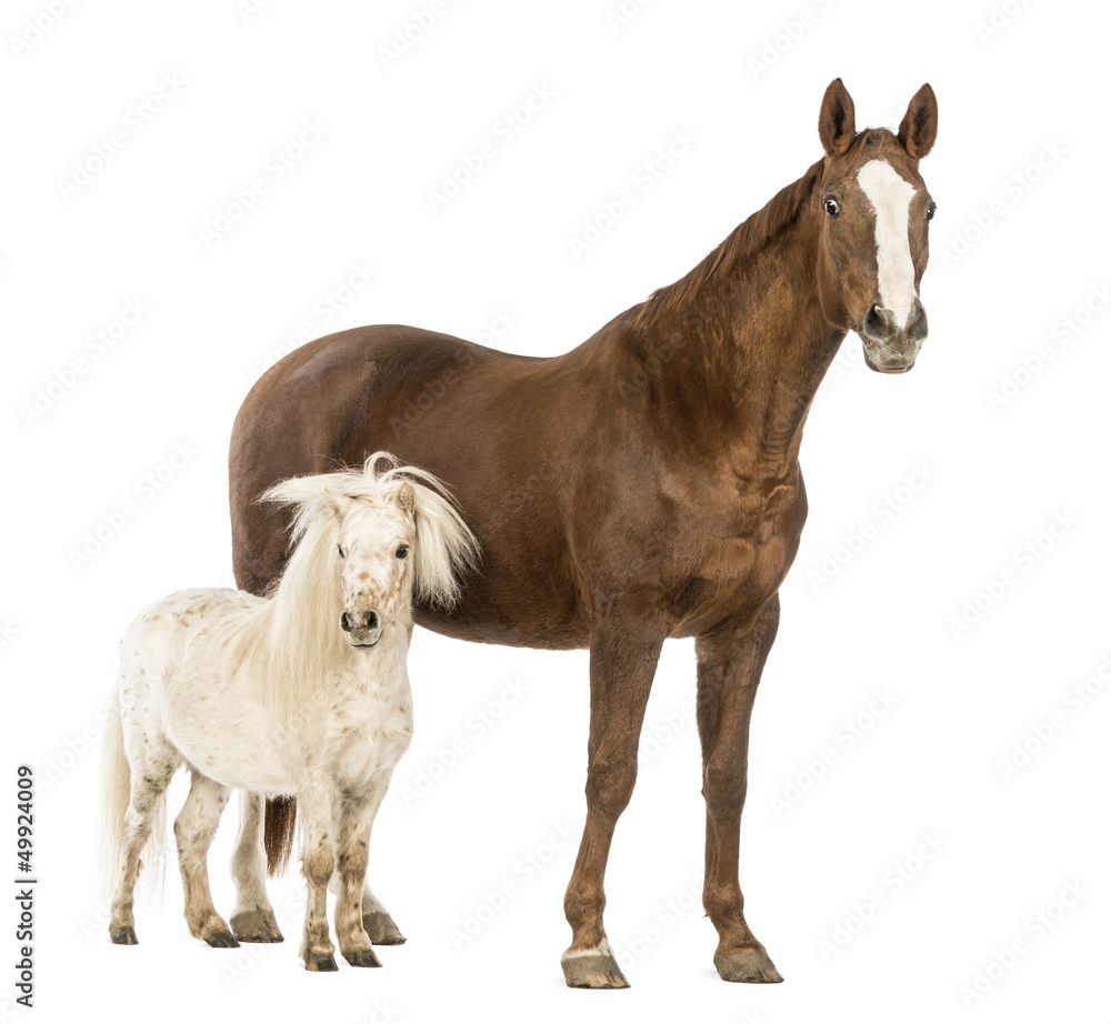 Horse and Shetland standing next to each other Horse and Shetland standing next to each other