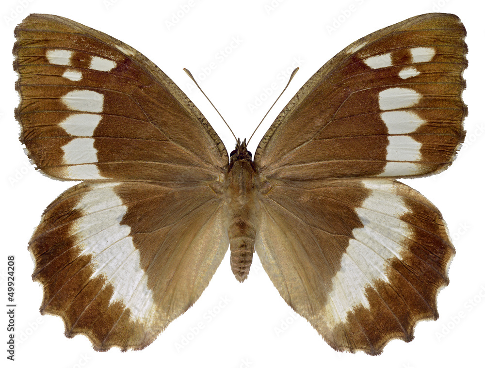 Obraz premium Isolated Great Banded Grayling butterfly