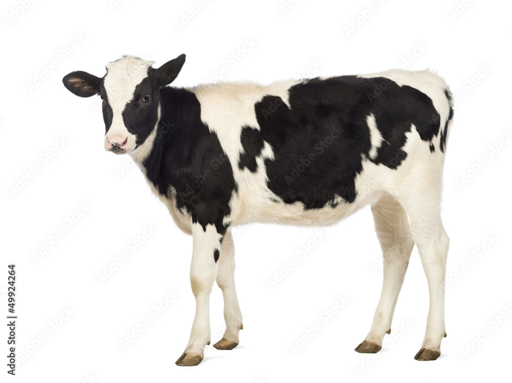 Calf, 8 months old, in front of white background Calf, 8 months old, in front of white background