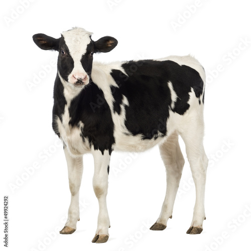 Photographie Calf, 8 months old, looking at the camera