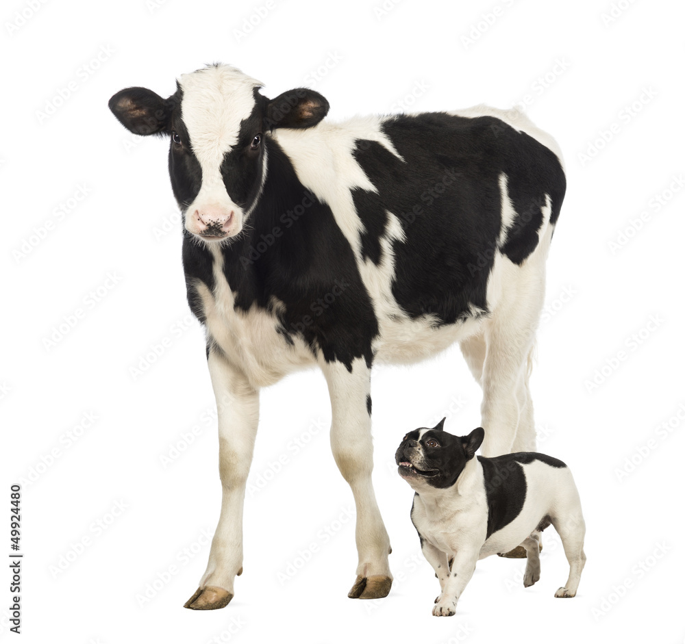 French bulldog running next to a Calf, 8 months old, walking
