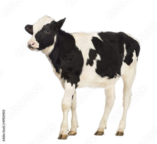 Fototapeta Calf, 8 months old, in front of white background