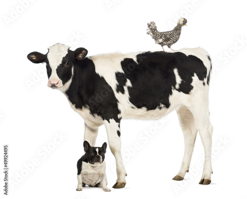 Calf, 8 months old, standing with a Polish chicken standing