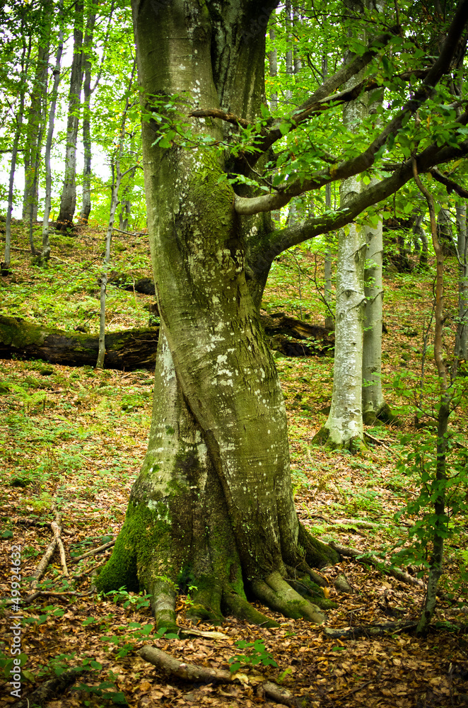 Obraz premium Scary lonely tree