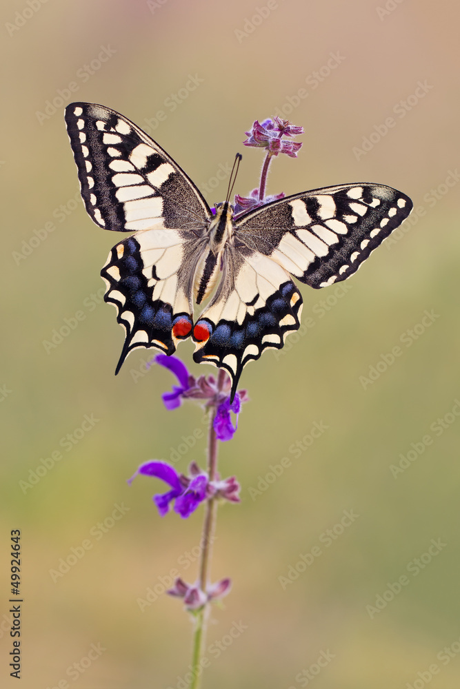 Schwalbenschwanz Schmetterling - Papilio machaon Schwalbenschwanz Schmetterling - Papilio machaon