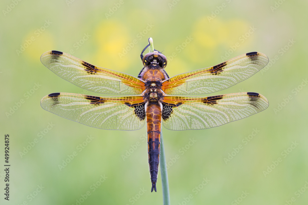 Vierfelck Libelle - Libellula quadrimaculata Vierfelck Libelle - Libellula quadrimaculata