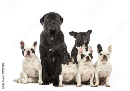French Bulldog and Crossbreeds sitting