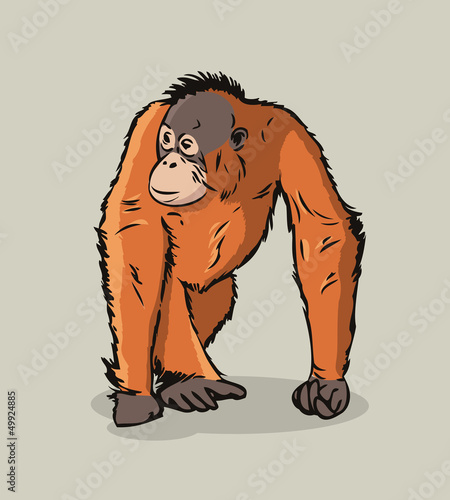 Cartoon Orangutan ape