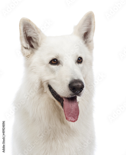Close-up of a Swiss Shepherd dog, 5 years old, panting