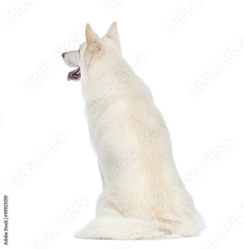 Rear view of a Swiss Shepherd dog, 5 years old, sitting in front