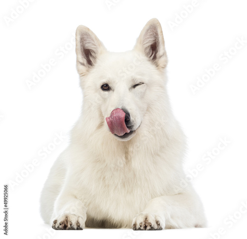 Swiss Shepherd dog, 5 years old, lying, licking its nose