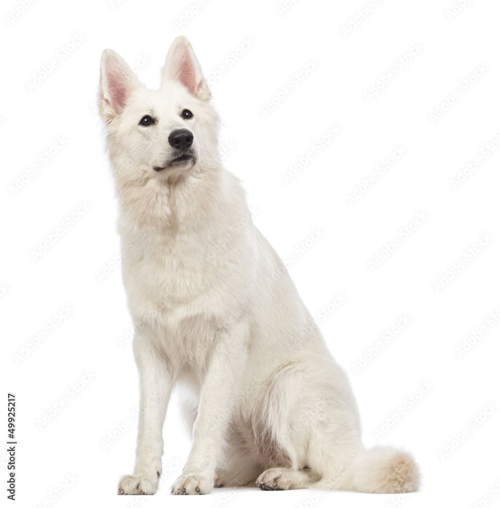 Swiss Shepherd dog, 5 years old, sitting and looking up Swiss Shepherd dog, 5 years old, sitting and looking up
