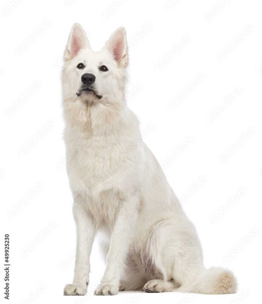 Swiss Shepherd dog, 5 years old, sitting and looking up Swiss Shepherd dog, 5 years old, sitting and looking up