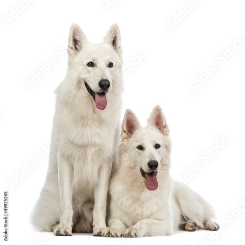 Two Swiss Shepherd dogs, 5 years old, panting, lying and sitting