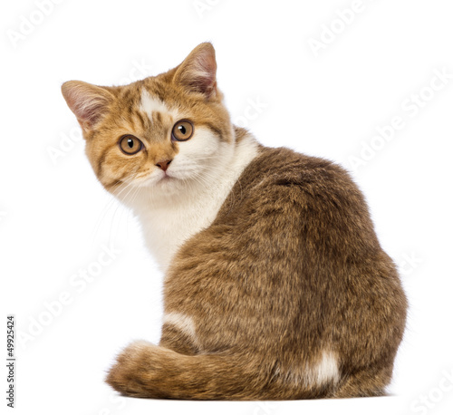 Fototapeta Naklejka Na Ścianę i Meble -  Rear view of a British Shorthair kitten, 3.5 months old, sitting